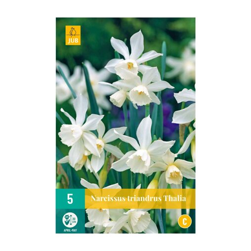 Narcissenbollen Thalia (zakje van 5 stuks)